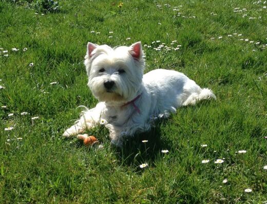 O&rsquo; Chien Chic