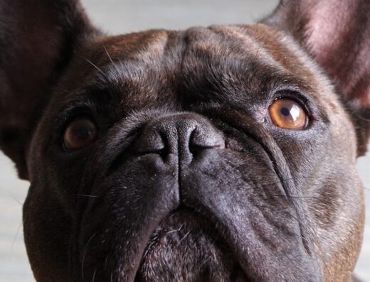 SO Le Salon canin